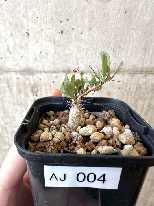 【現品限り】フォークイエリア・コルムナリス 観峰玉【AJ4】 Fouquieria columnaris