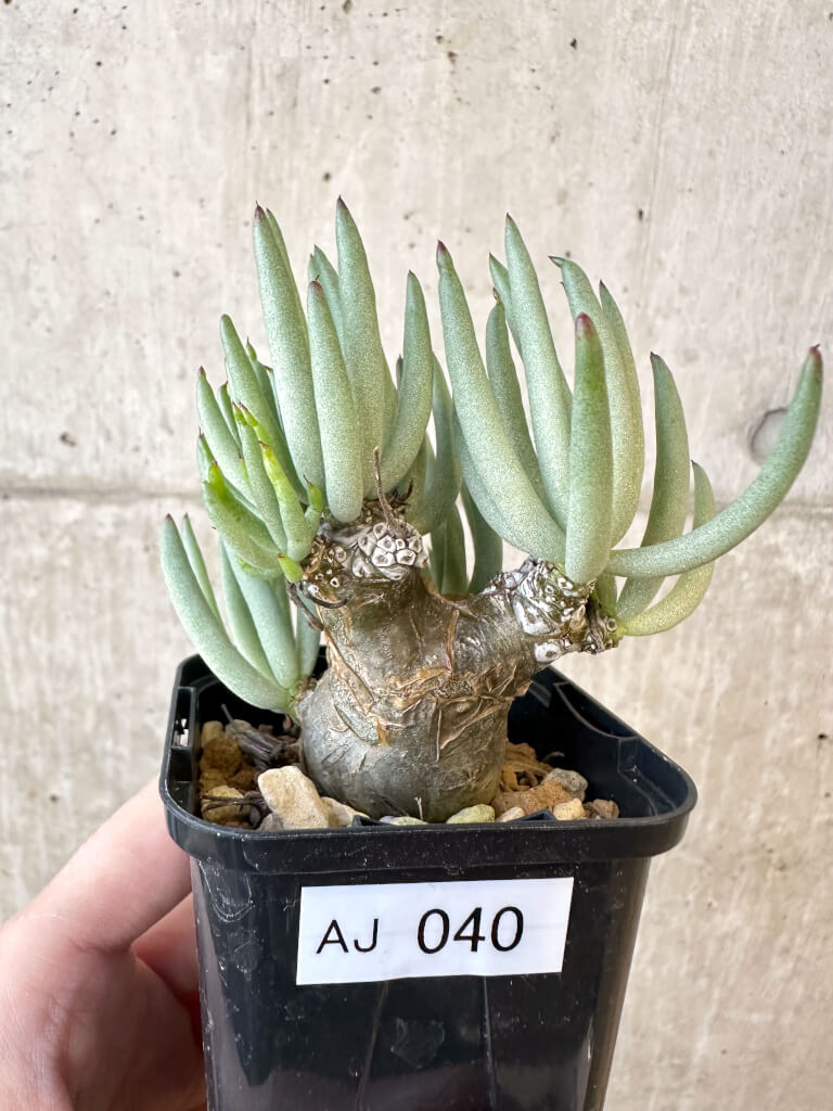 【現品限り】チレコドン・ペアルソニー 実生苗【AJ40】 Tylecodon pearsonii