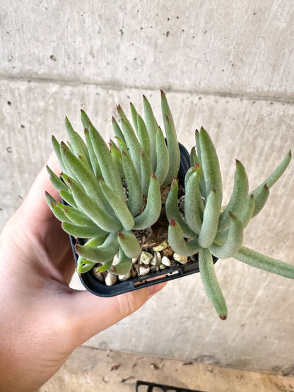 【現品限り】チレコドン・ペアルソニー 実生苗【AJ40】 Tylecodon pearsonii