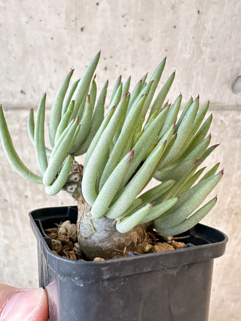 【現品限り】チレコドン・ペアルソニー 実生苗【AJ40】 Tylecodon pearsonii