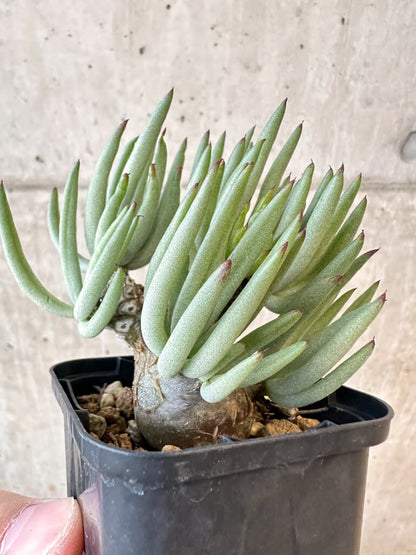 【現品限り】チレコドン・ペアルソニー 実生苗【AJ40】 Tylecodon pearsonii