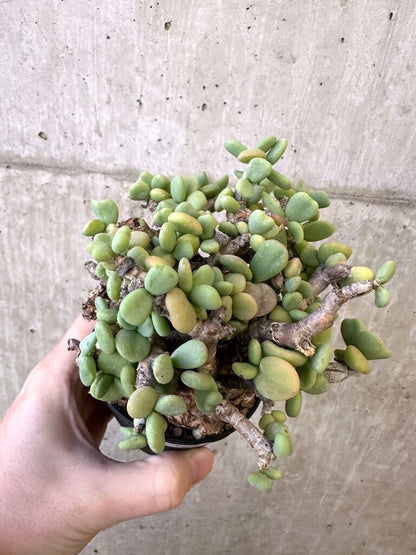 【現品限り】ケラリア・ピグマエア 現地株【AJ41】 Ceraria pygmaea