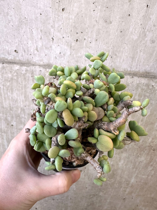 【現品限り】ケラリア・ピグマエア 現地株【AJ41】 Ceraria pygmaea