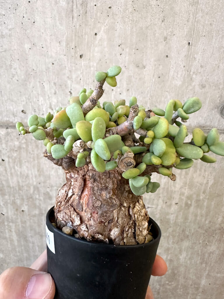 【現品限り】ケラリア・ピグマエア 現地株【AJ41】 Ceraria pygmaea