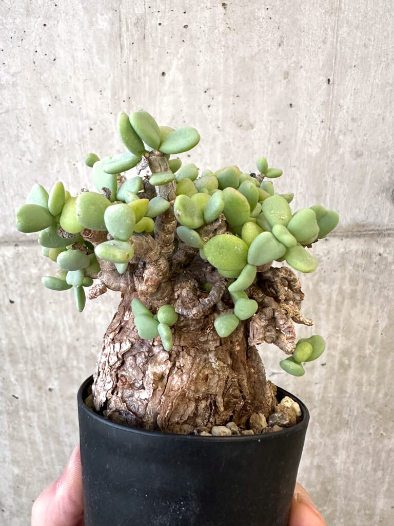 【現品限り】ケラリア・ピグマエア 現地株【AJ41】 Ceraria pygmaea