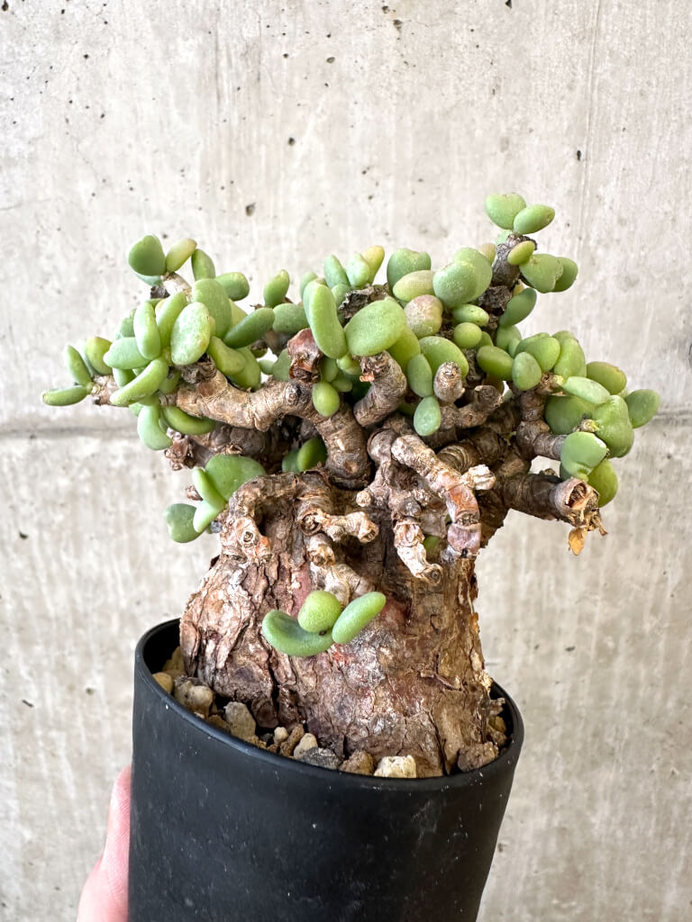 現品限り】ケラリア・ピグマエア 現地株【AJ41】 Ceraria pygmaea 塊根