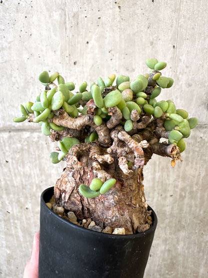 【現品限り】ケラリア・ピグマエア 現地株【AJ41】 Ceraria pygmaea