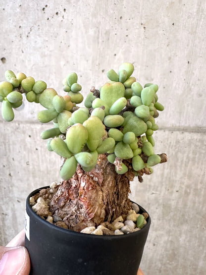 【現品限り】ケラリア・ピグマエア 現地株【AJ42】 Ceraria pygmaea