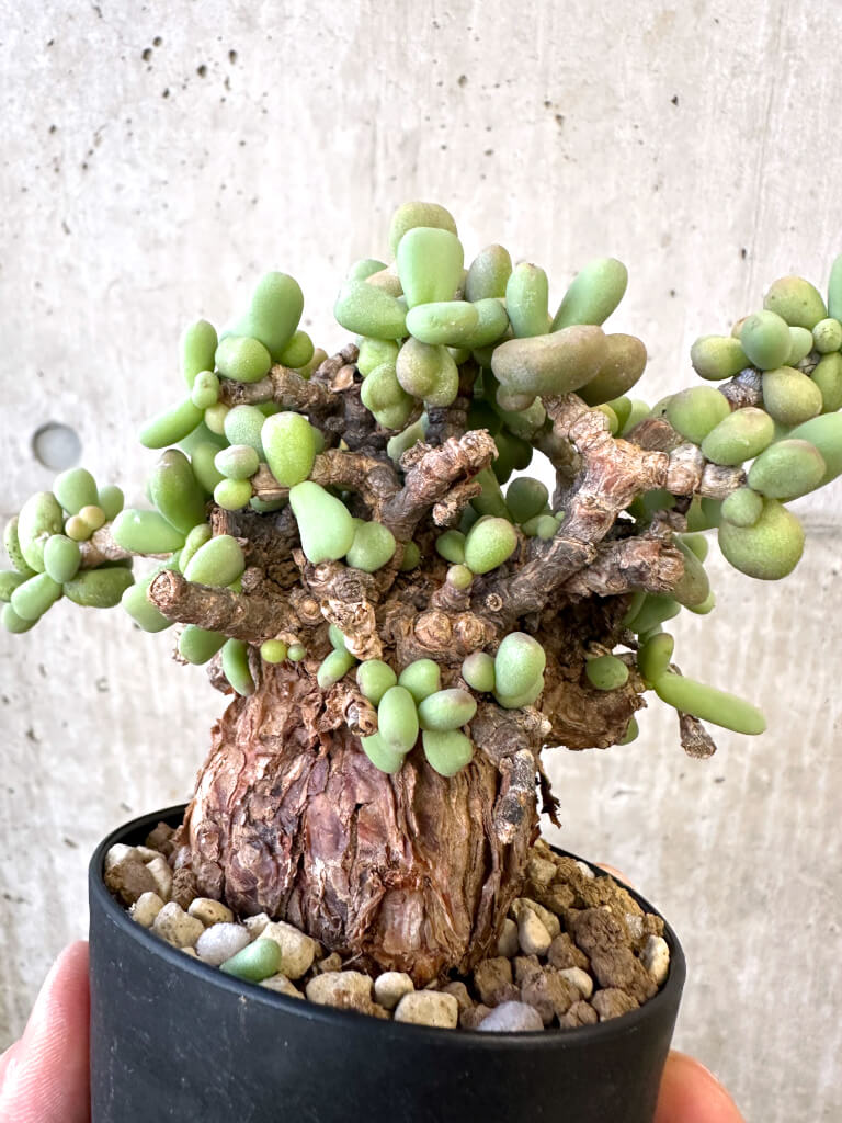 【現品限り】ケラリア・ピグマエア 現地株【AJ42】 Ceraria pygmaea