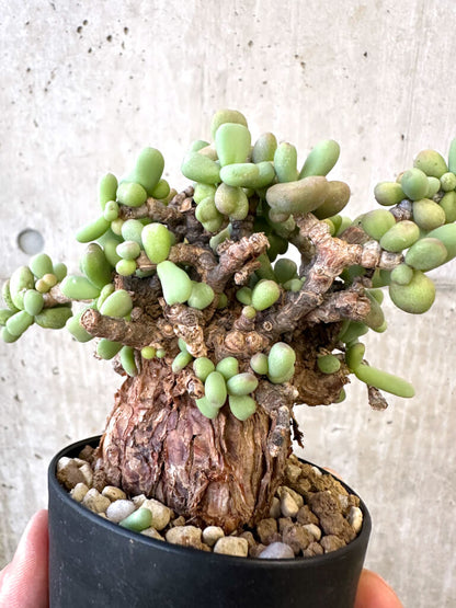 【現品限り】ケラリア・ピグマエア 現地株【AJ42】 Ceraria pygmaea