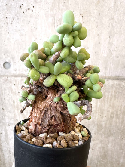 【現品限り】ケラリア・ピグマエア 現地株【AJ42】 Ceraria pygmaea