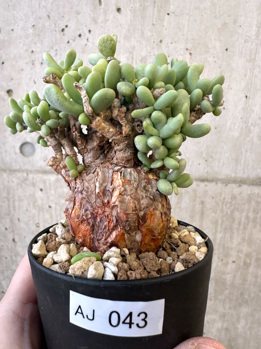 【現品限り】ケラリア・ピグマエア 現地株【AJ43】 Ceraria pygmaea