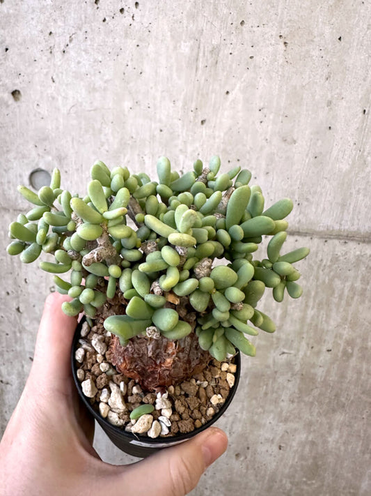 【現品限り】ケラリア・ピグマエア 現地株【AJ43】 Ceraria pygmaea