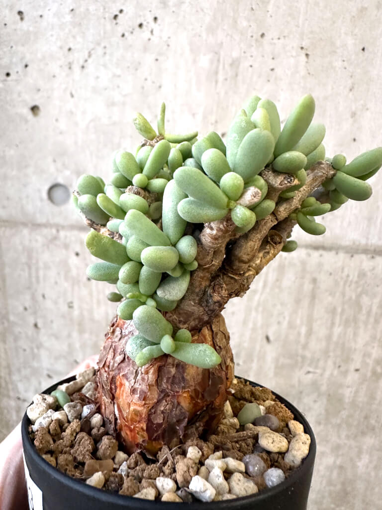 【現品限り】ケラリア・ピグマエア 現地株【AJ43】 Ceraria pygmaea