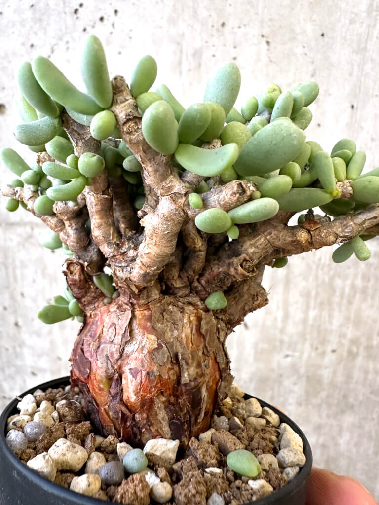 【現品限り】ケラリア・ピグマエア 現地株【AJ43】 Ceraria pygmaea