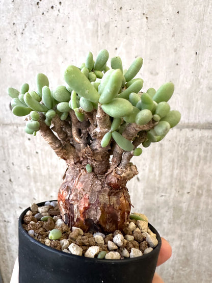 【現品限り】ケラリア・ピグマエア 現地株【AJ43】 Ceraria pygmaea