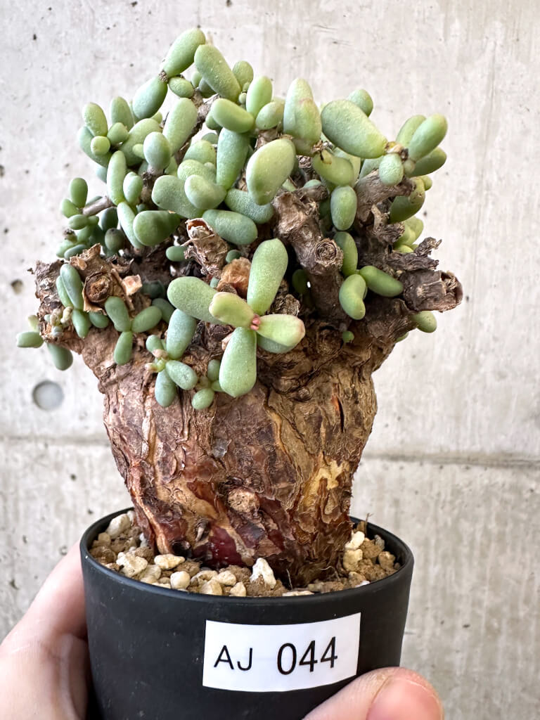 【現品限り】ケラリア・ピグマエア 現地株【AJ44】 Ceraria pygmaea