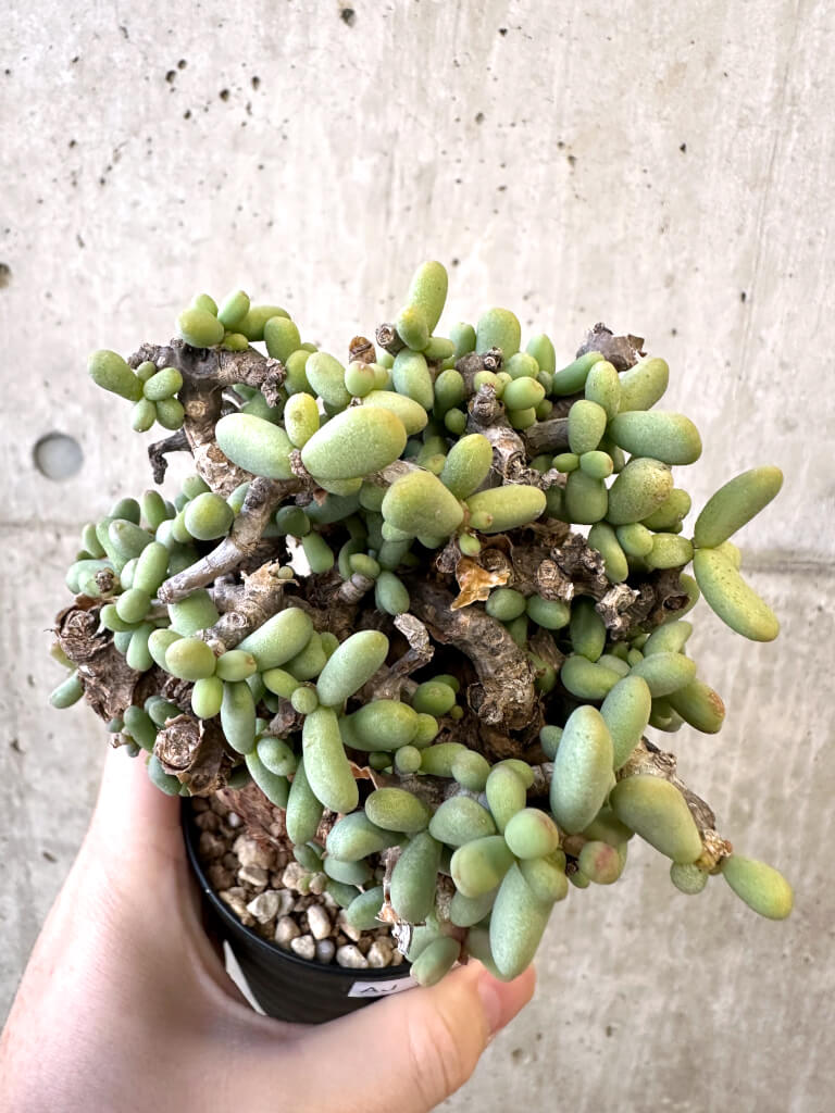 【現品限り】ケラリア・ピグマエア 現地株【AJ44】 Ceraria pygmaea