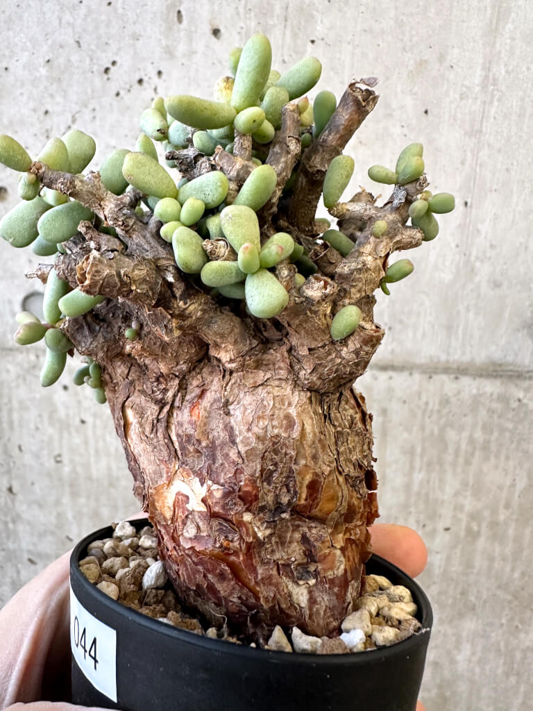 現品限り】ケラリア・ピグマエア 現地株【AJ44】 Ceraria pygmaea 塊根