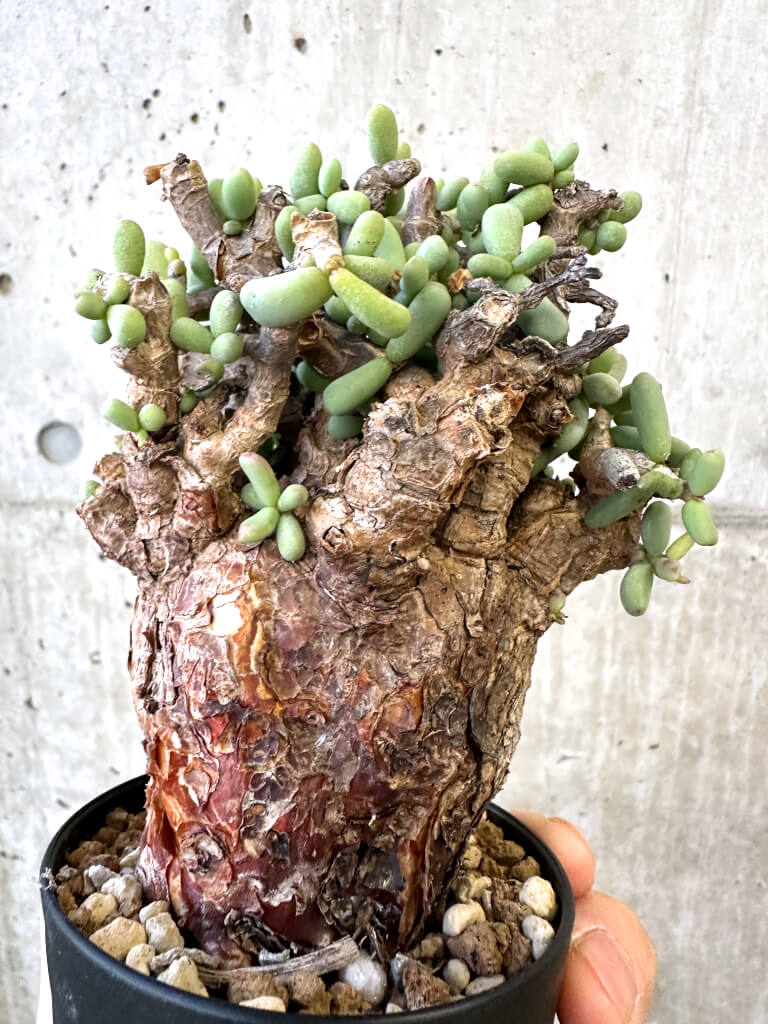 現品限り】ケラリア・ピグマエア 現地株【AJ44】 Ceraria pygmaea 塊根