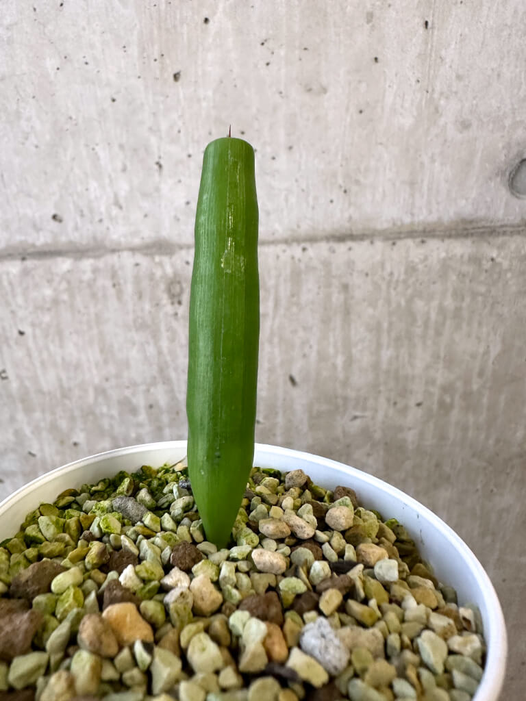 【現品限り】ミクランサス・ツブロスス【AJ45】 Micranthus tubulosus