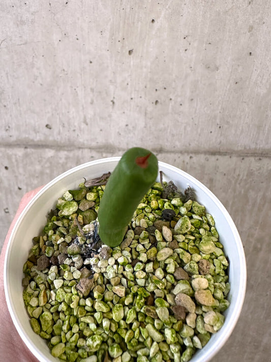 【現品限り】ミクランサス・ツブロスス【AJ46】 Micranthus tubulosus