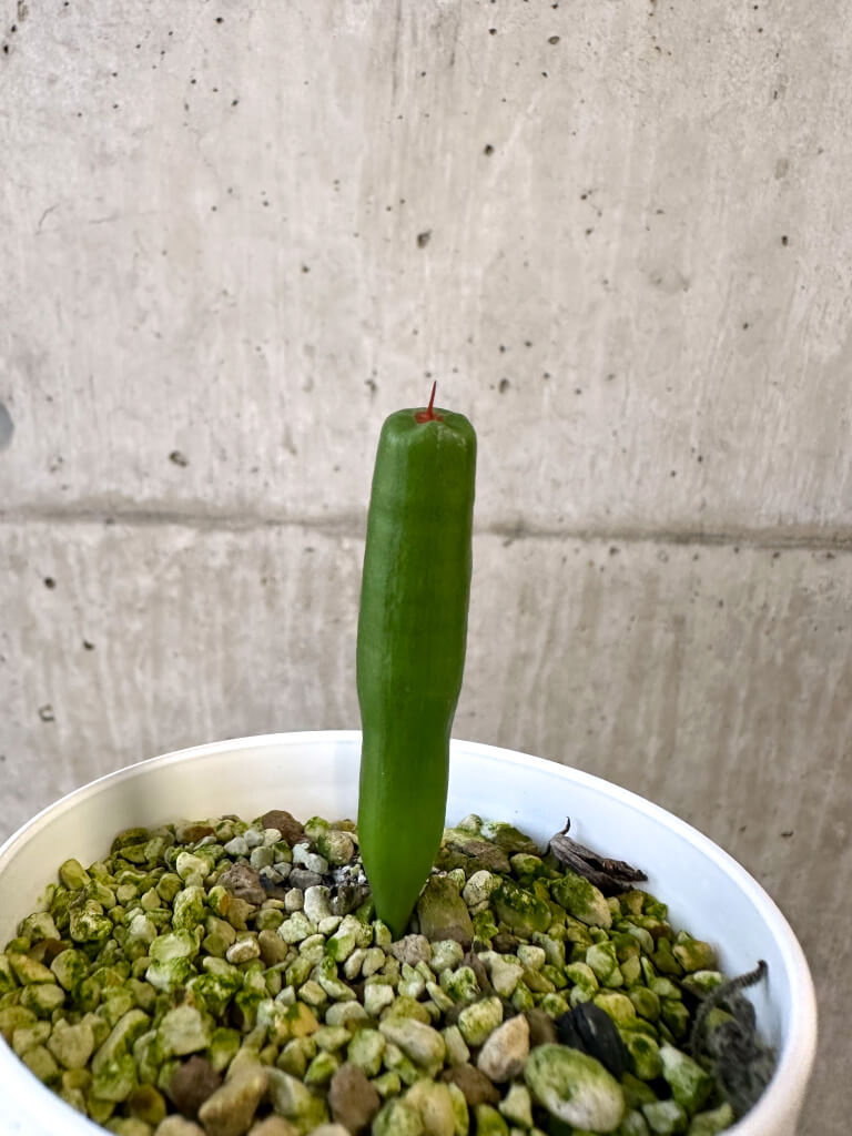 【現品限り】ミクランサス・ツブロスス【AJ46】 Micranthus tubulosus