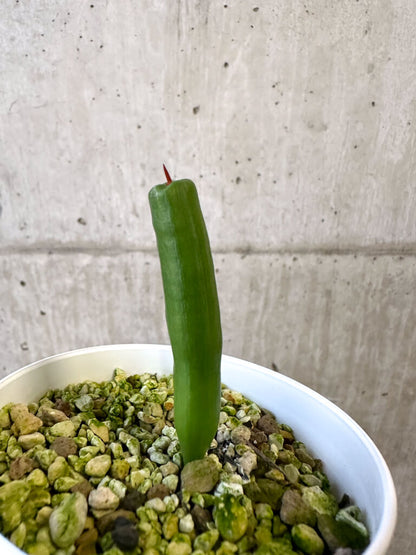 【現品限り】ミクランサス・ツブロスス【AJ46】 Micranthus tubulosus