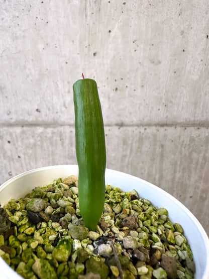 【現品限り】ミクランサス・ツブロスス【AJ46】 Micranthus tubulosus