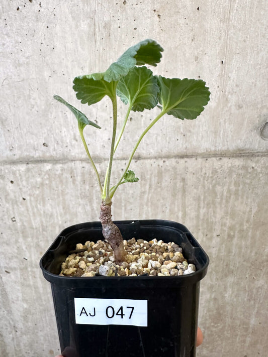 【現品限り】ペラルゴニウム・ミラビレ 実生【AJ47】 Pelargonium mirabile