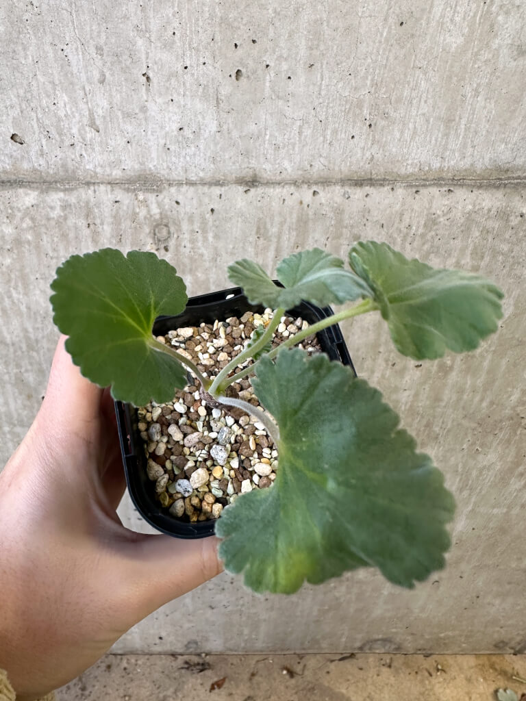 【現品限り】ペラルゴニウム・ミラビレ 実生【AJ47】 Pelargonium mirabile