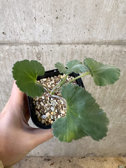 【現品限り】ペラルゴニウム・ミラビレ 実生【AJ47】 Pelargonium mirabile