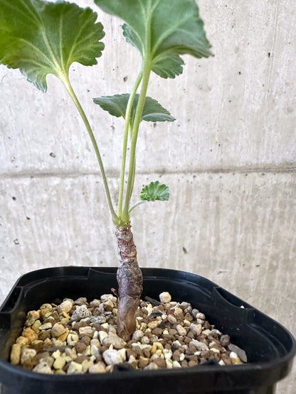 【現品限り】ペラルゴニウム・ミラビレ 実生【AJ47】 Pelargonium mirabile