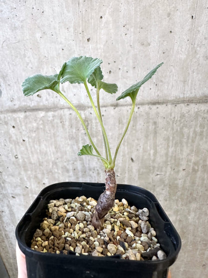 【現品限り】ペラルゴニウム・ミラビレ 実生【AJ47】 Pelargonium mirabile