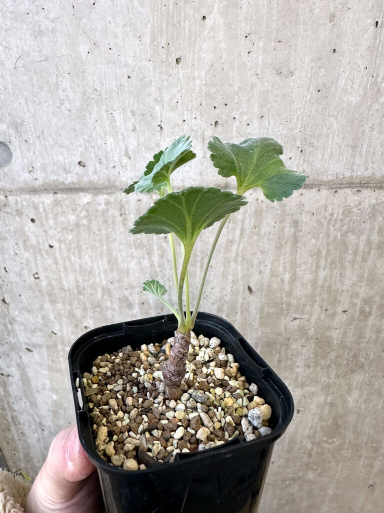 【現品限り】ペラルゴニウム・ミラビレ 実生【AJ47】 Pelargonium mirabile