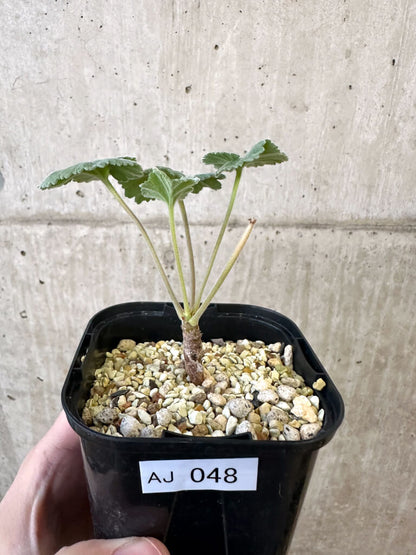 【現品限り】ペラルゴニウム・ミラビレ 実生【AJ48】 Pelargonium mirabile