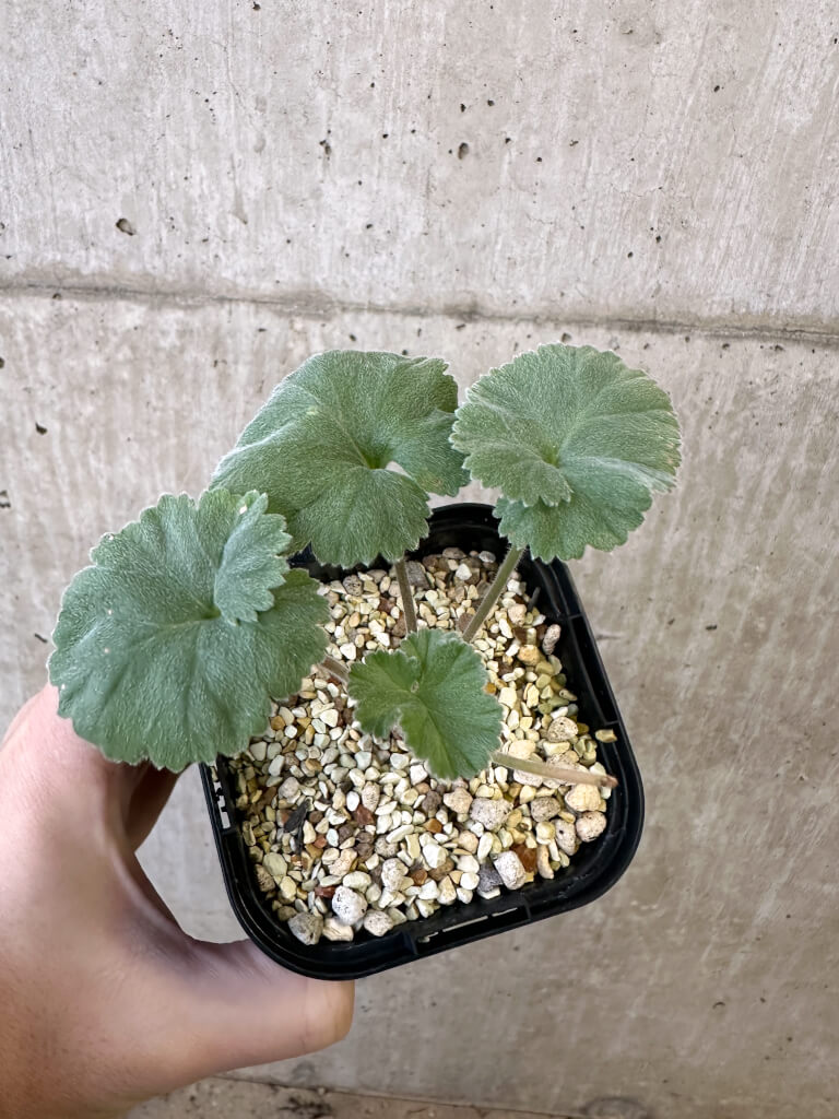 現品限り】ペラルゴニウム・ミラビレ 実生【AJ48】 Pelargonium