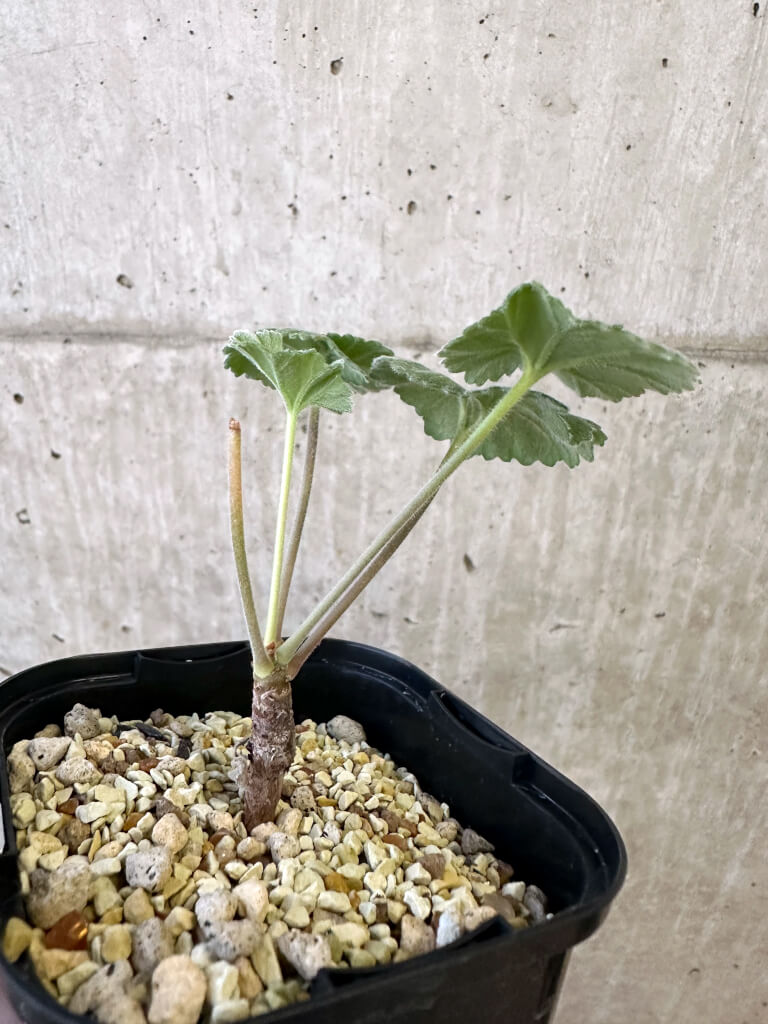 【現品限り】ペラルゴニウム・ミラビレ 実生【AJ48】 Pelargonium mirabile