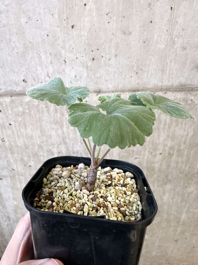 【現品限り】ペラルゴニウム・ミラビレ 実生【AJ48】 Pelargonium mirabile