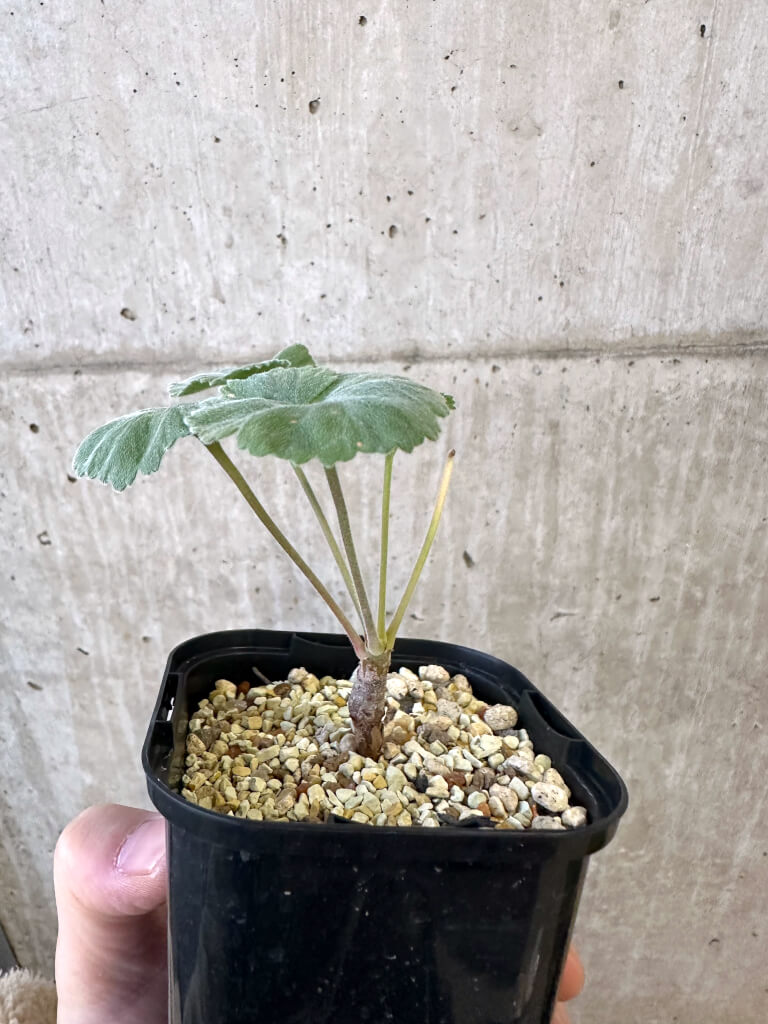 【現品限り】ペラルゴニウム・ミラビレ 実生【AJ48】 Pelargonium mirabile