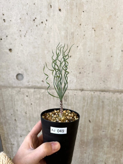 【現品限り】ゲチリス・ブリッテニアナ【AJ49】 Gethyllis britteniana