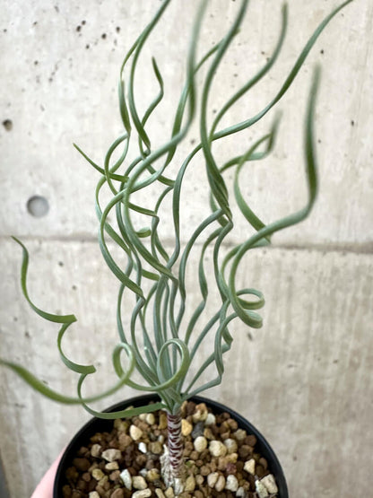 【現品限り】ゲチリス・ブリッテニアナ【AJ49】 Gethyllis britteniana