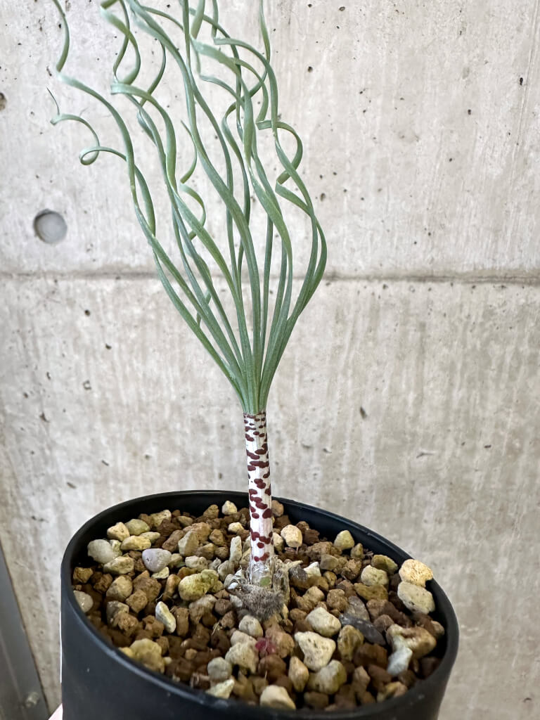 【現品限り】ゲチリス・ブリッテニアナ【AJ49】 Gethyllis britteniana