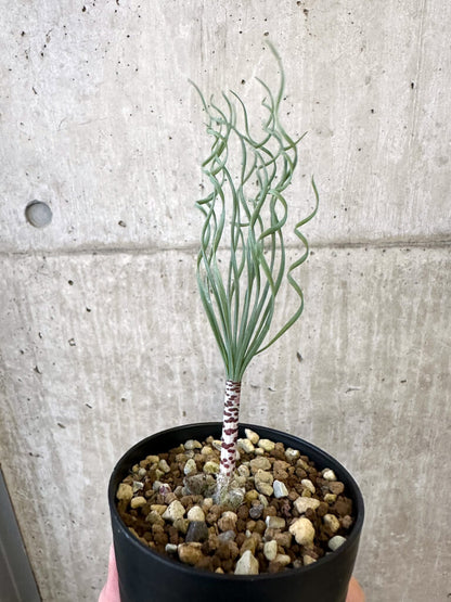 【現品限り】ゲチリス・ブリッテニアナ【AJ49】 Gethyllis britteniana