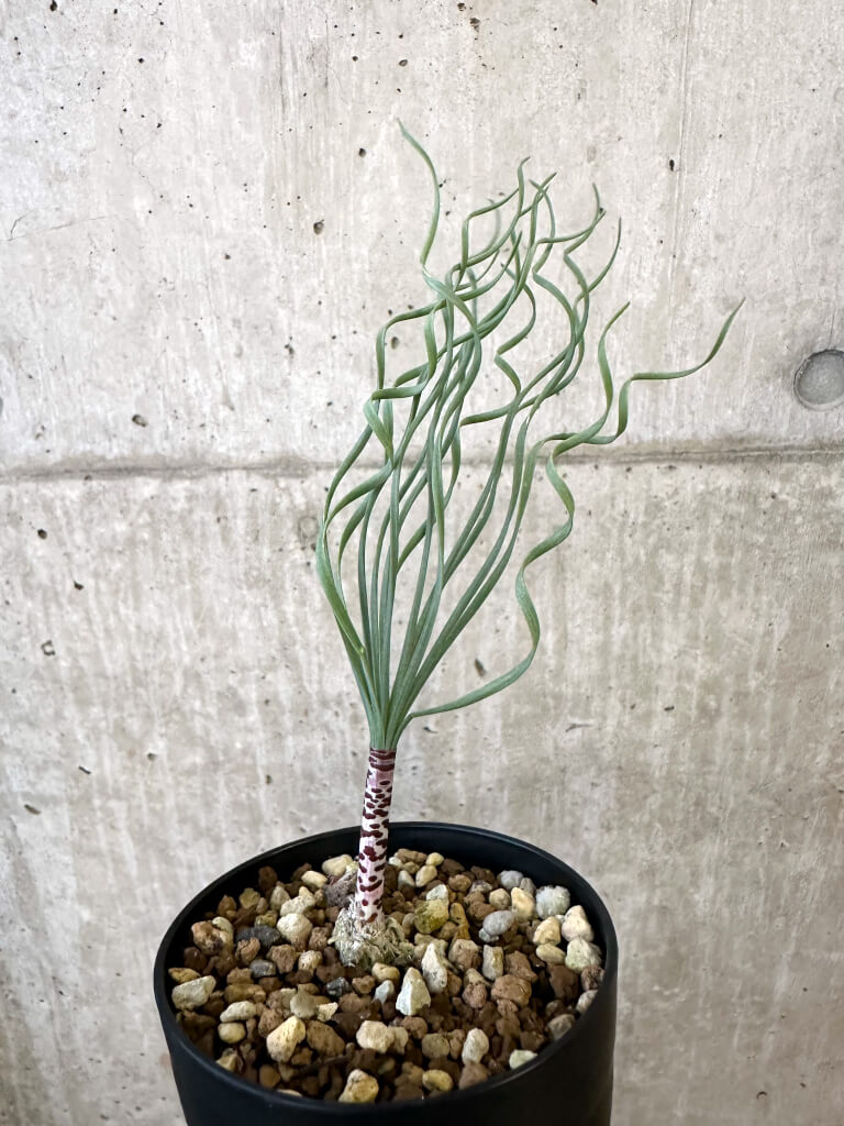 【現品限り】ゲチリス・ブリッテニアナ【AJ49】 Gethyllis britteniana