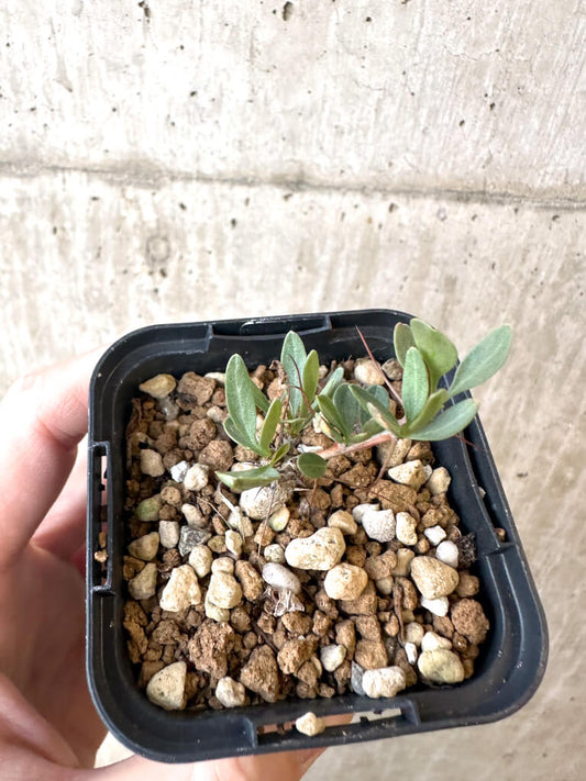 【現品限り】フォークイエリア・コルムナリス 観峰玉【AJ4】 Fouquieria columnaris