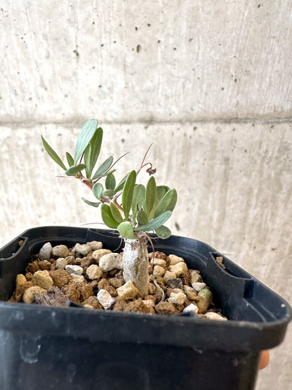 【現品限り】フォークイエリア・コルムナリス 観峰玉【AJ4】 Fouquieria columnaris