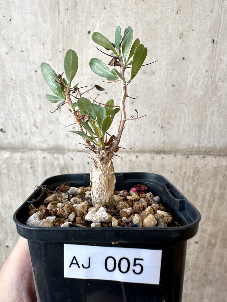 【現品限り】フォークイエリア・コルムナリス 観峰玉【AJ5】 Fouquieria columnaris