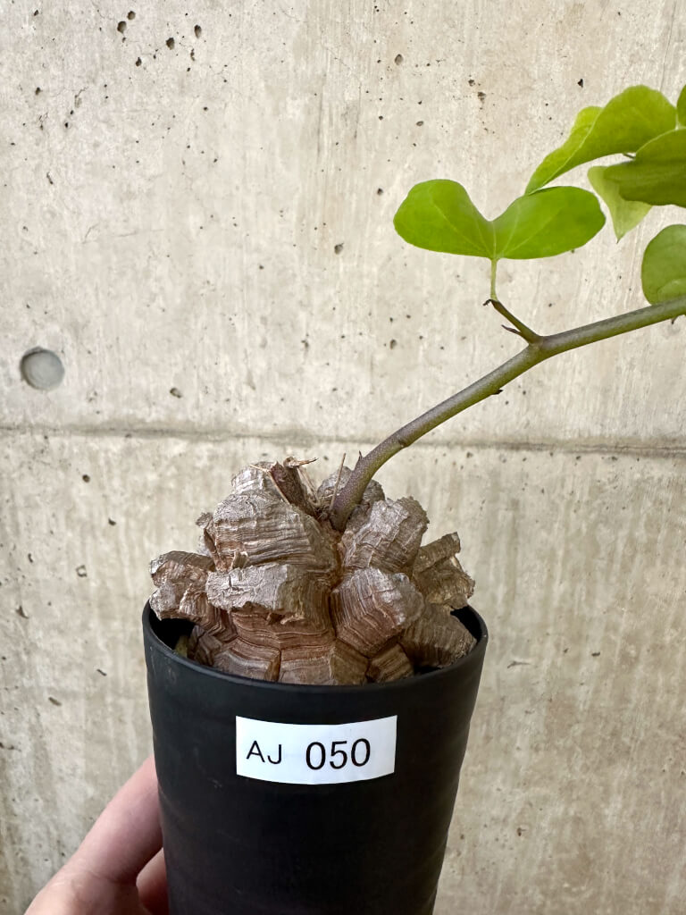 【現品限り】アフリカ亀甲竜【AJ50】 Dioscorea elephantipes