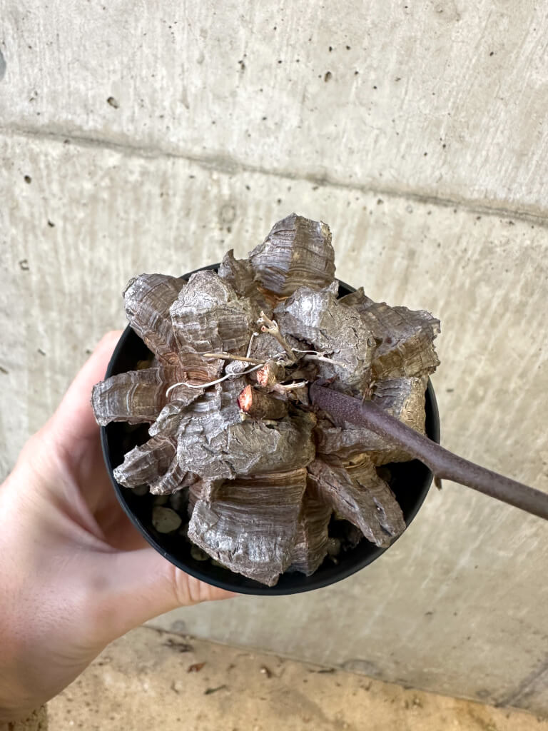 【現品限り】アフリカ亀甲竜【AJ50】 Dioscorea elephantipes